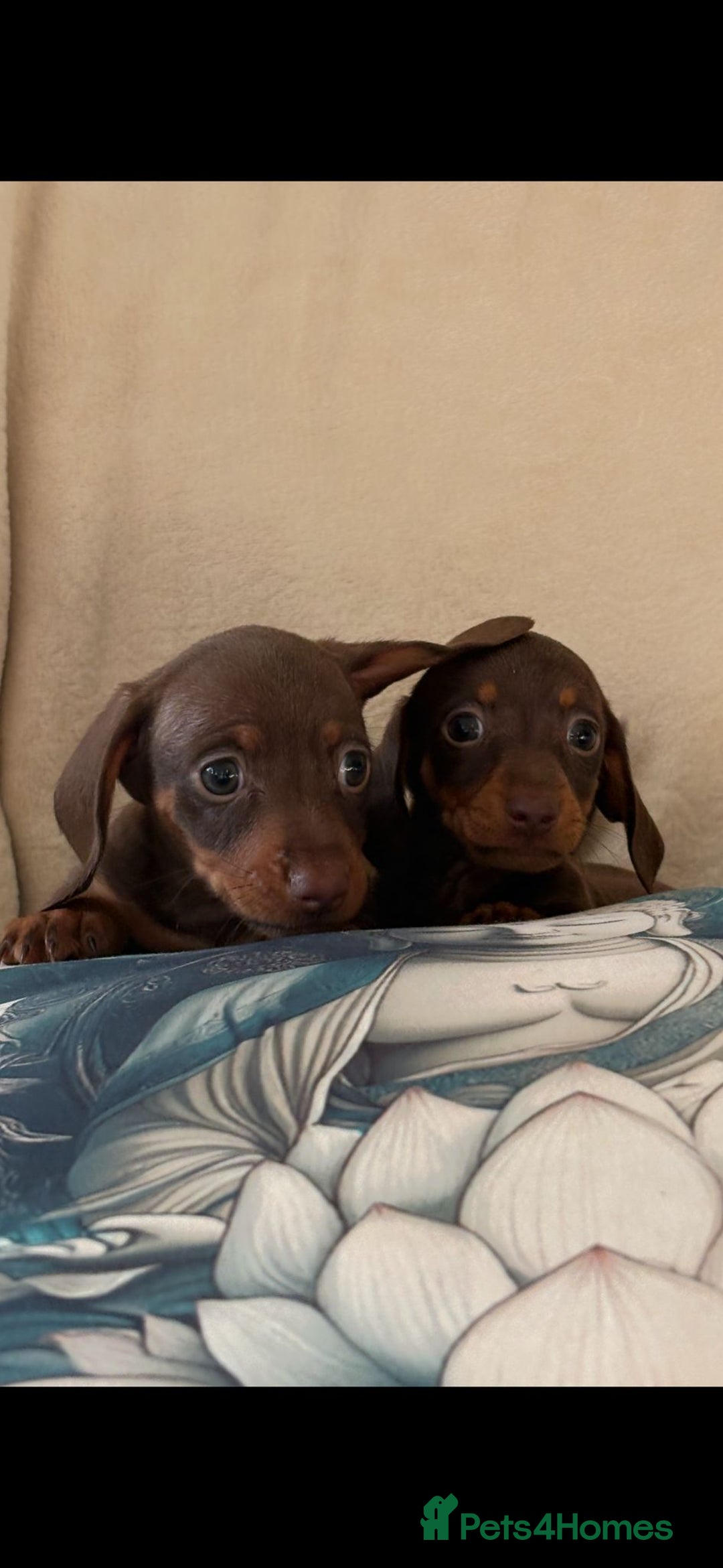 Miniature Dachshund dogs for sale: 5 Gorgeous chocolate and tan miniature dachshunds - Image 5