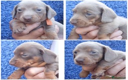 Miniature Dachshund dogs for sale: miniature dachshunds (health clear) - Image 1