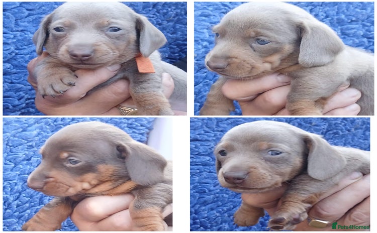Miniature Dachshund dogs - Advert 12