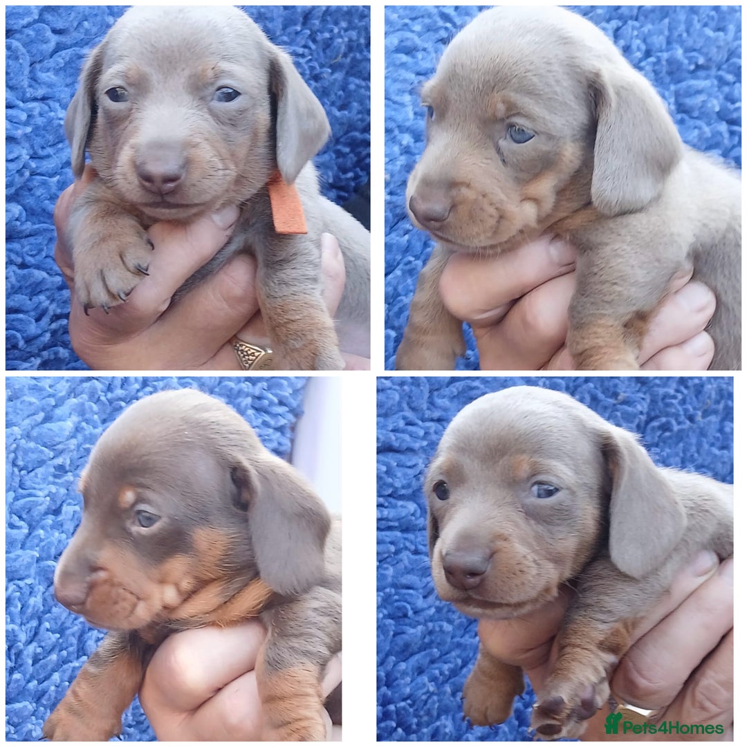 Miniature Dachshund dogs for sale: miniature dachshunds (health clear) - Image 1