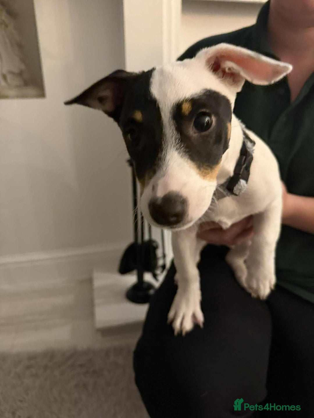 Jack Russell dogs for sale: Jack Russell for sale - Advert 2