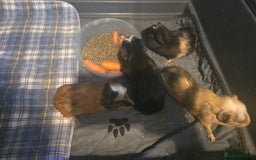 Guinea Pig rodents for sale: Baby guinepigs  - Image 2