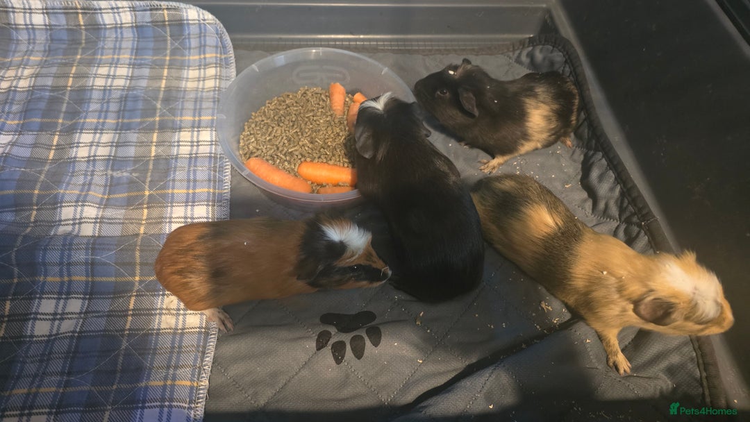 Guinea Pig rodents for sale: Baby guinepigs  - Image 2