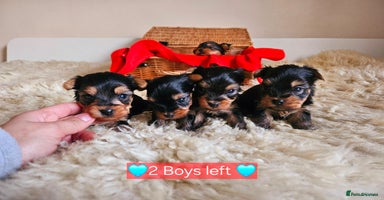 Yorkshire Terrier dogs True Miniature Yorkshire Terrier Puppies  - Advert 4