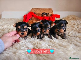 Yorkshire Terrier dogs True Miniature Yorkshire Terrier Puppies - Advert 1