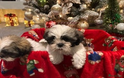 Shih Tzu dogs for sale: 2 Shih Tzu puppies ready for their forever home - Advert 10