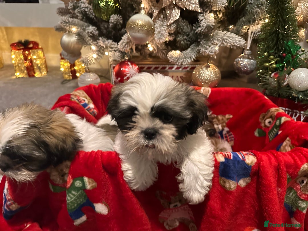 Shih Tzu dogs for sale: 2 Shih Tzu puppies ready for their forever home - Advert 10