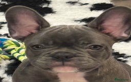 French Bulldog dogs for sale: 10 week old bat pigs ready for there new homes - Image 8