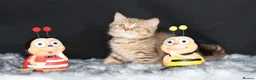 British Shorthair cats for sale: Tica registered British Shorthaired kittens  - Advert 19