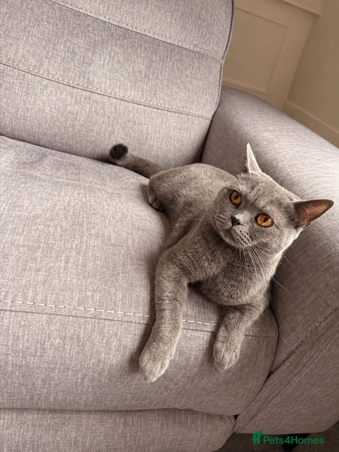 British Shorthair cats for sale: Beautiful Purebred British Shorthair Kittens - Advert 2