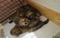 Lhasa Apso dogs for sale: Lovely pedigree puppys - Image 15