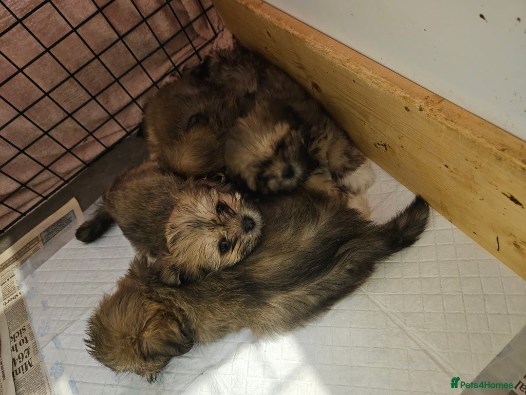 Lhasa Apso dogs for sale: Lovely pedigree puppys - Image 15
