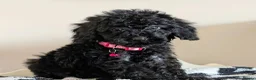 Cavapoochon dogs for sale: Extensively Tested Cavapoochons Fully Vaccinated  - Advert 14