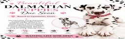 Dalmatian dogs for sale: 💫🐾 Dalmatian puppies due soon 🐾💫 in Upminster - Advert 2