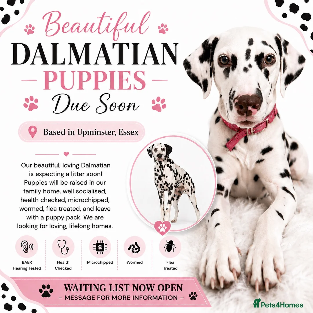 Dalmatian dogs for sale: 💫🐾 Dalmatian puppies due soon 🐾💫 in Upminster - Advert 2