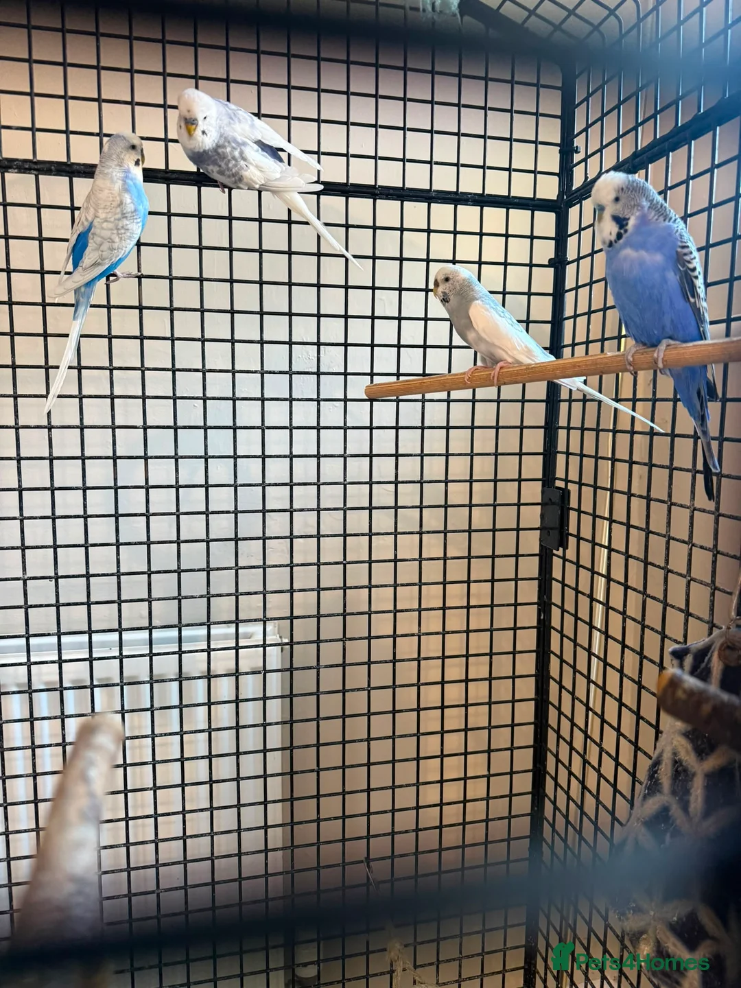 Budgerigars birds for sale: Budgies and cage  - Advert 2