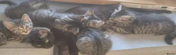 Ragdoll cats for sale: Ragdoll x Tabby Kittens 2 Fluffy & 2 Short-Haired  in Exeter - Advert 28