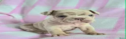 English Bulldog dogs for sale: F1 Mini bull x Kc reg English bulldog - Advert 12