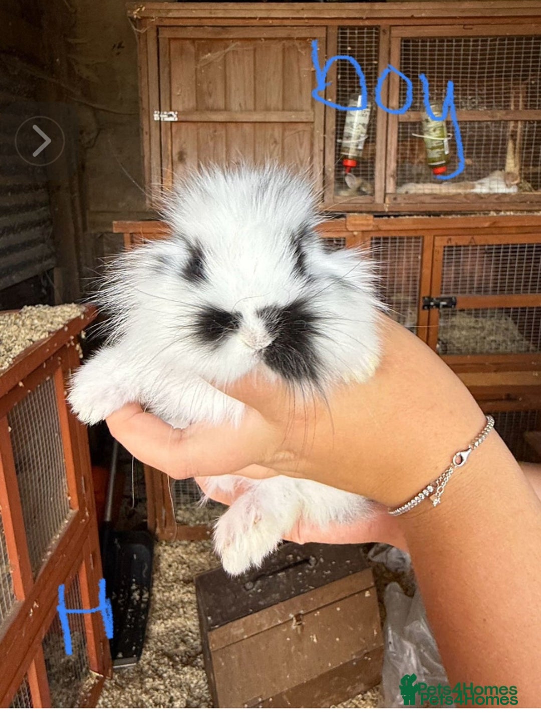 Mini Lop rabbits for sale: 3 beautiful mini lops(60 each or 2 for £100) - Image 13