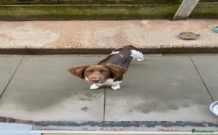 English Springer Spaniel dogs - Advert 1