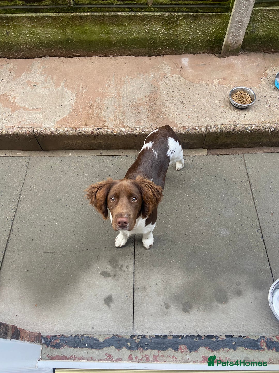 English Springer Spaniel dogs for sale: Springer spaniel  - Image 1