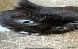 British Shorthair cats for sale: Beautiful kittens for sale - Image 20