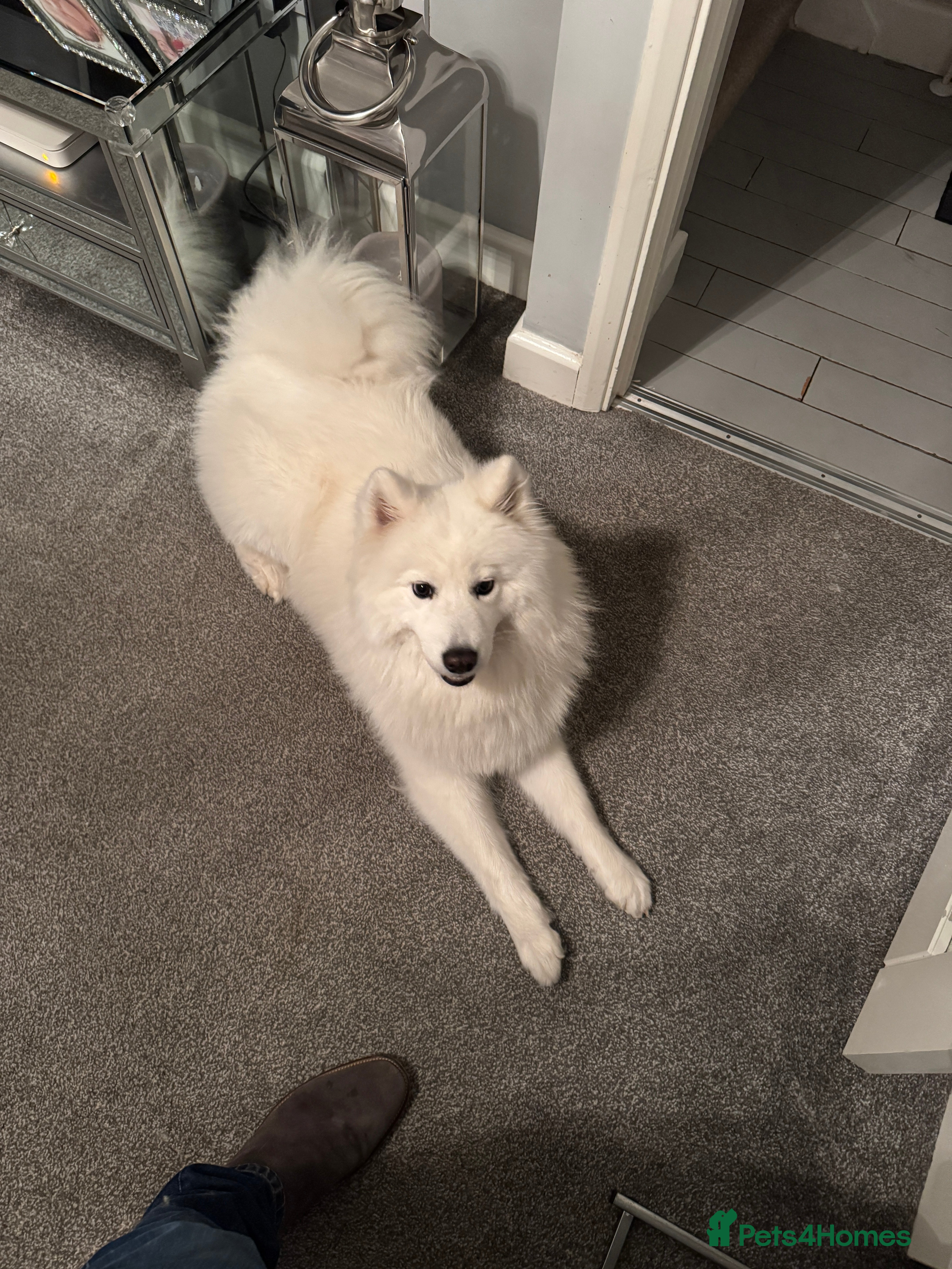 Samoyed dogs Samoyed Puppies for sale - Advert 15