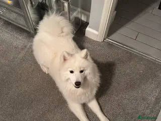 Samoyed dogs Samoyed Puppies for sale - Advert 15