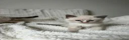 Ragdoll cats for sale: Adorable Ragdoll Kittens Looking For A New Home - Advert 13