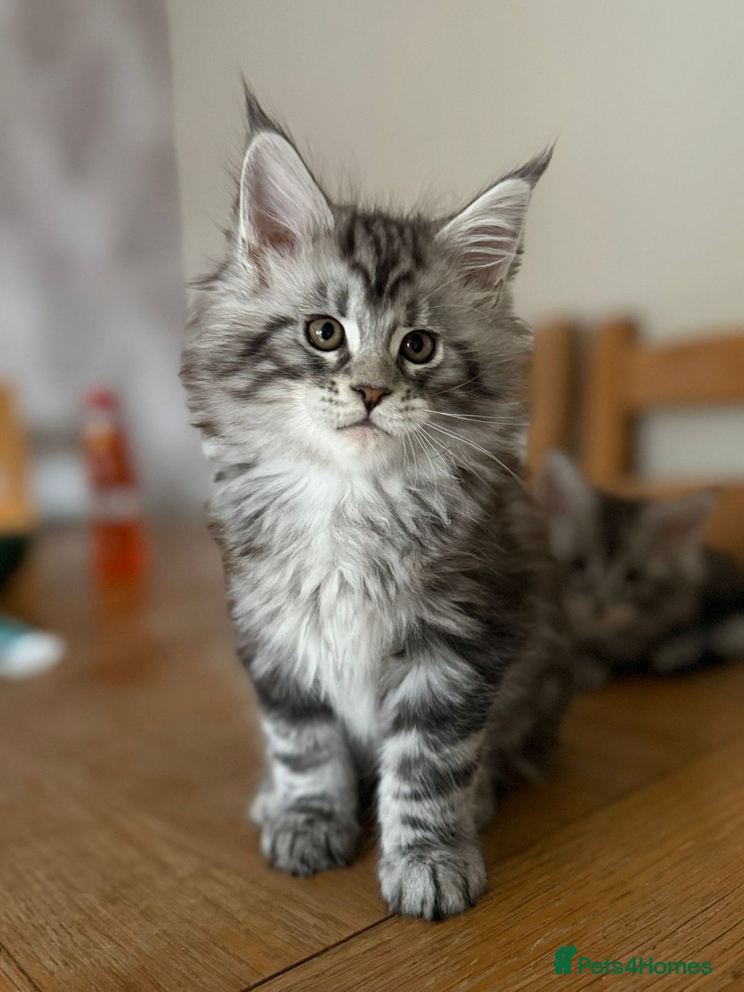 Maine Coon cats for sale: TICA registered Maine Coon kittens - Advert 5