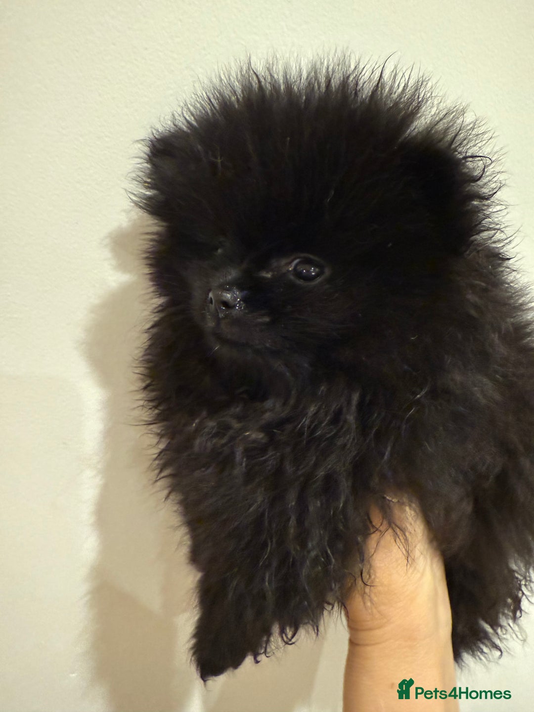 Pomeranian dogs for sale: Kc jet black Pomeranian male Merlin  - Image 7