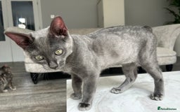 Bengal cats for sale: Two adorable Blue/Melanistic Bengal Kittens TICA  in Benfleet - Image 16