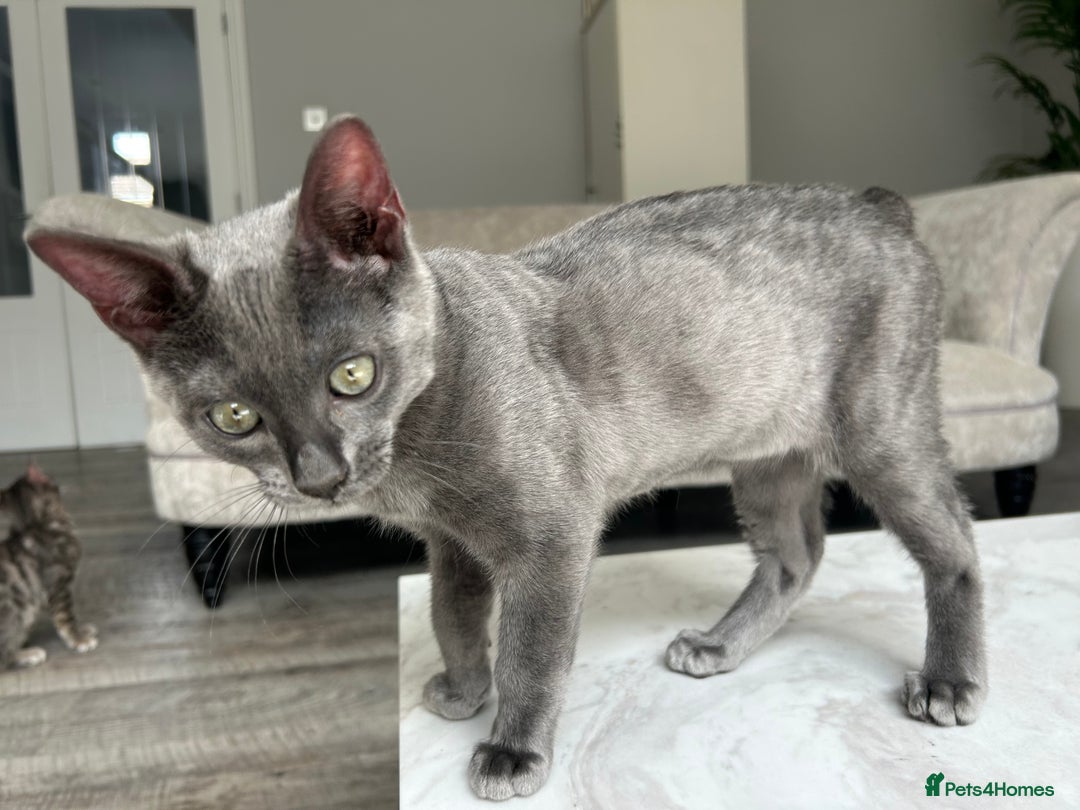 Bengal cats for sale: Two adorable Blue/Melanistic Bengal Kittens TICA  in Benfleet - Image 16