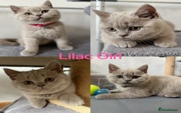 British Shorthair cats for sale: 💜GCCF BSH Kitten🩷 - Image 8