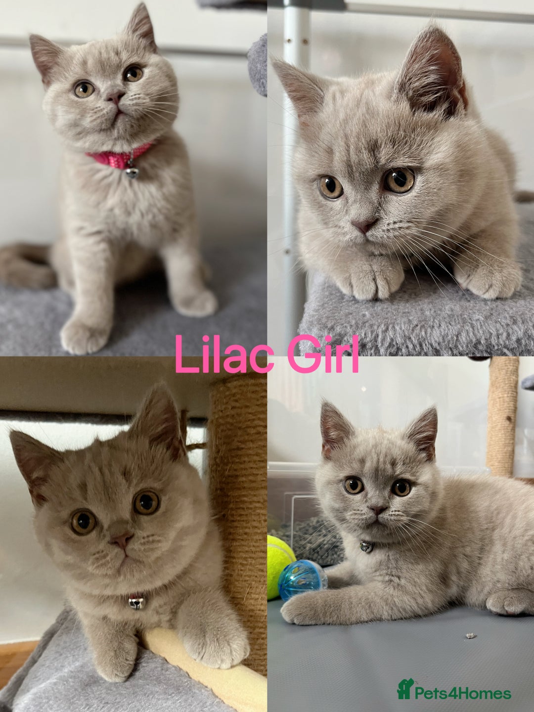 British Shorthair cats for sale: 💜GCCF BSH Kitten🩷 - Image 8