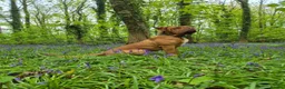 Dogue De Bordeaux dogs for sale: Dogue de Bordeaux Puppies - Advert 4