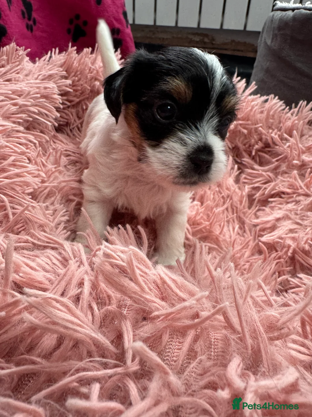 Mixed Breed dogs for sale: Parson Russell X mini Biewer rough coated pups  - Advert 10
