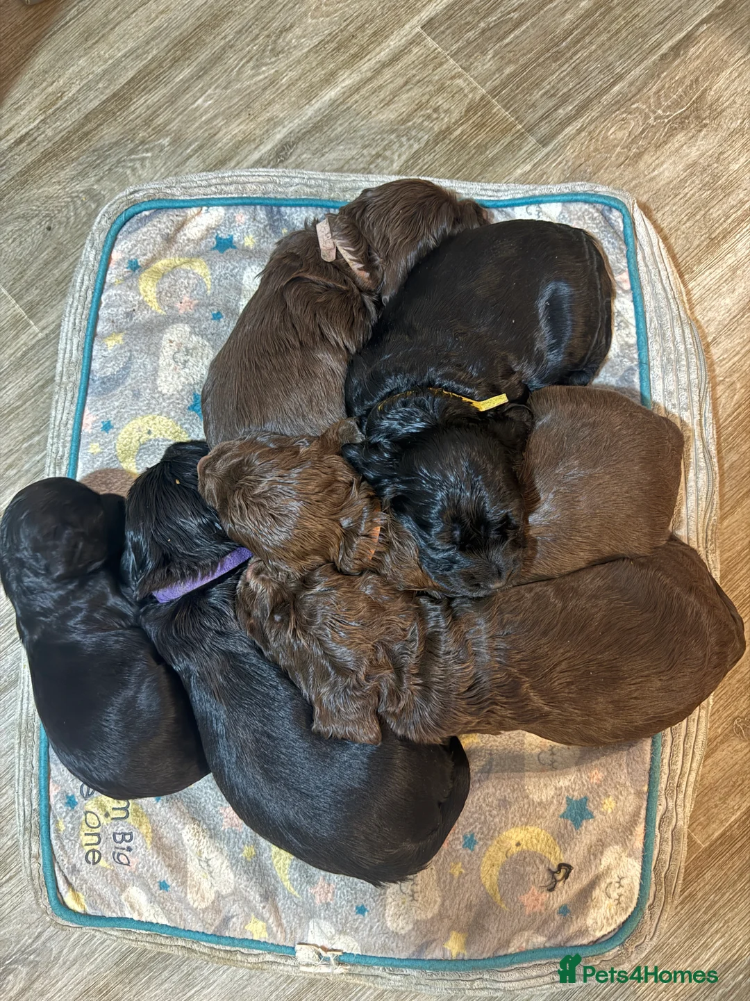 Cocker Spaniel dogs for sale: 3 Cocker Spaniel puppies. AVAILABLE TO VIEW - Advert 1