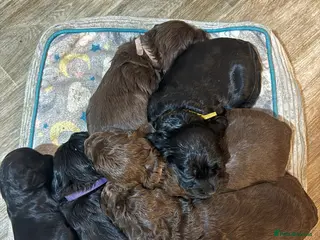 Cocker Spaniel dogs 3 Cocker Spaniel puppies. AVAILABLE TO VIEW - Advert 4