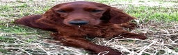 Irish Setter dogs for stud: AceOfAces IRISH SETTER At Stud in Whitland - Advert 5