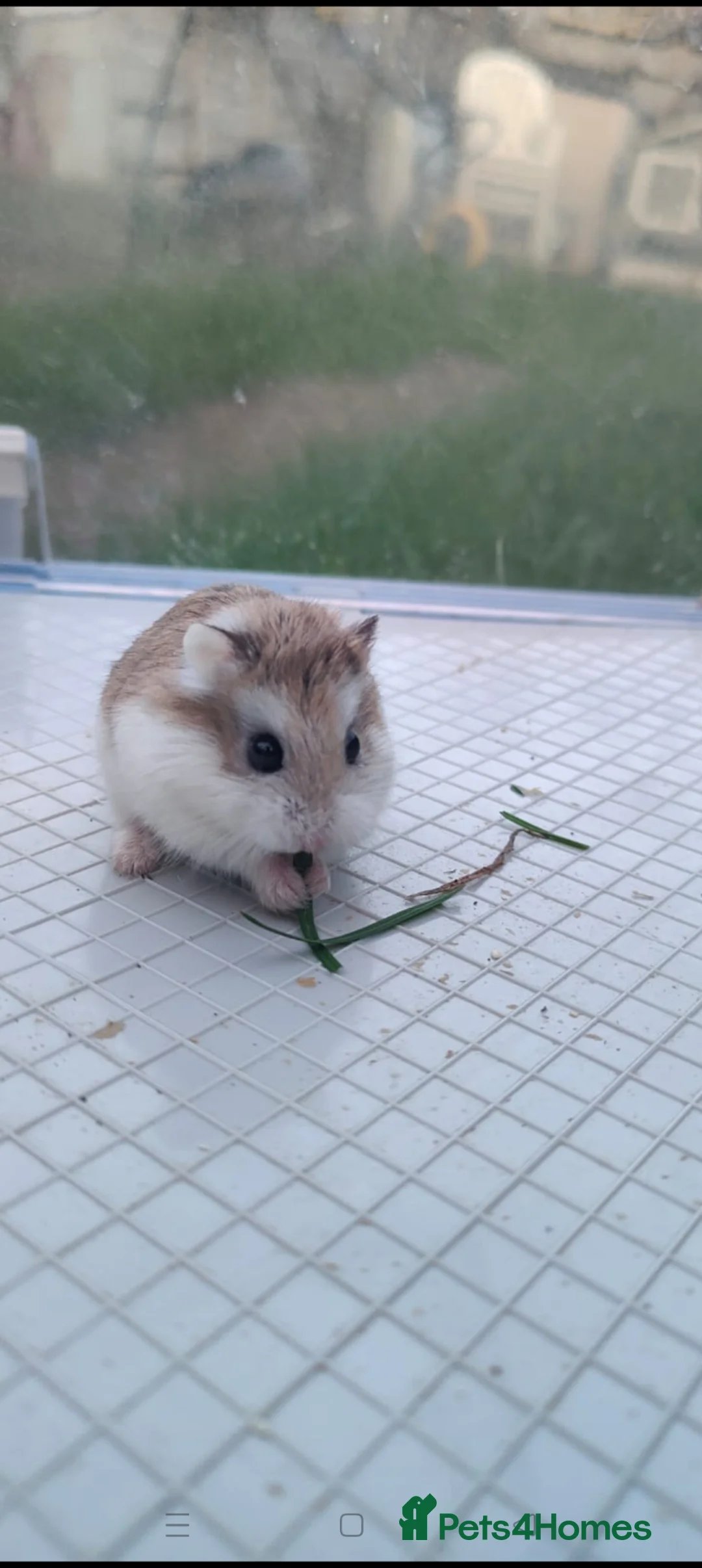 Hamster rodents for sale: Dwarf hamsters - Advert 5