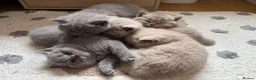 British Shorthair cats for sale: Adorable British Shorthair Kittens  in Coventry - Advert 1