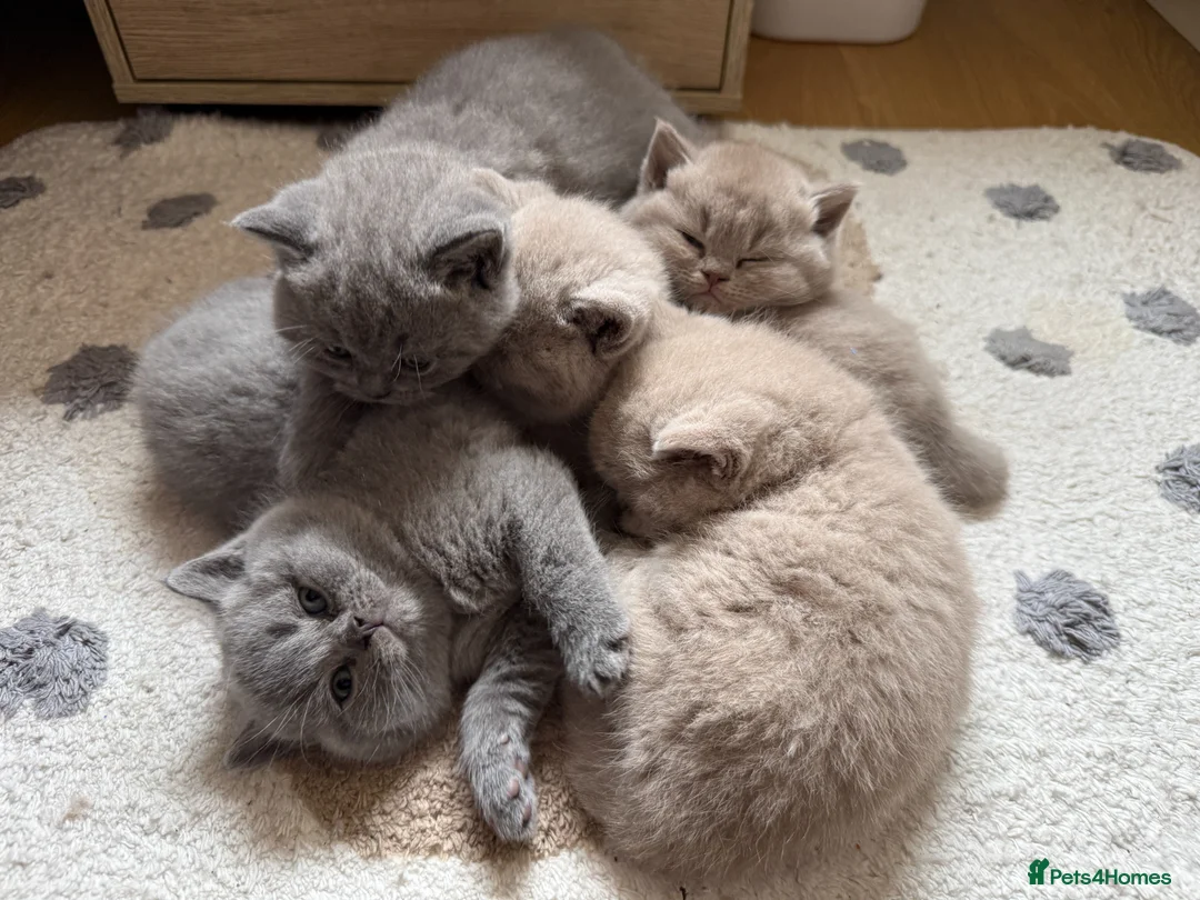 British Shorthair cats for sale: Adorable British Shorthair Kittens  in Coventry - Advert 1