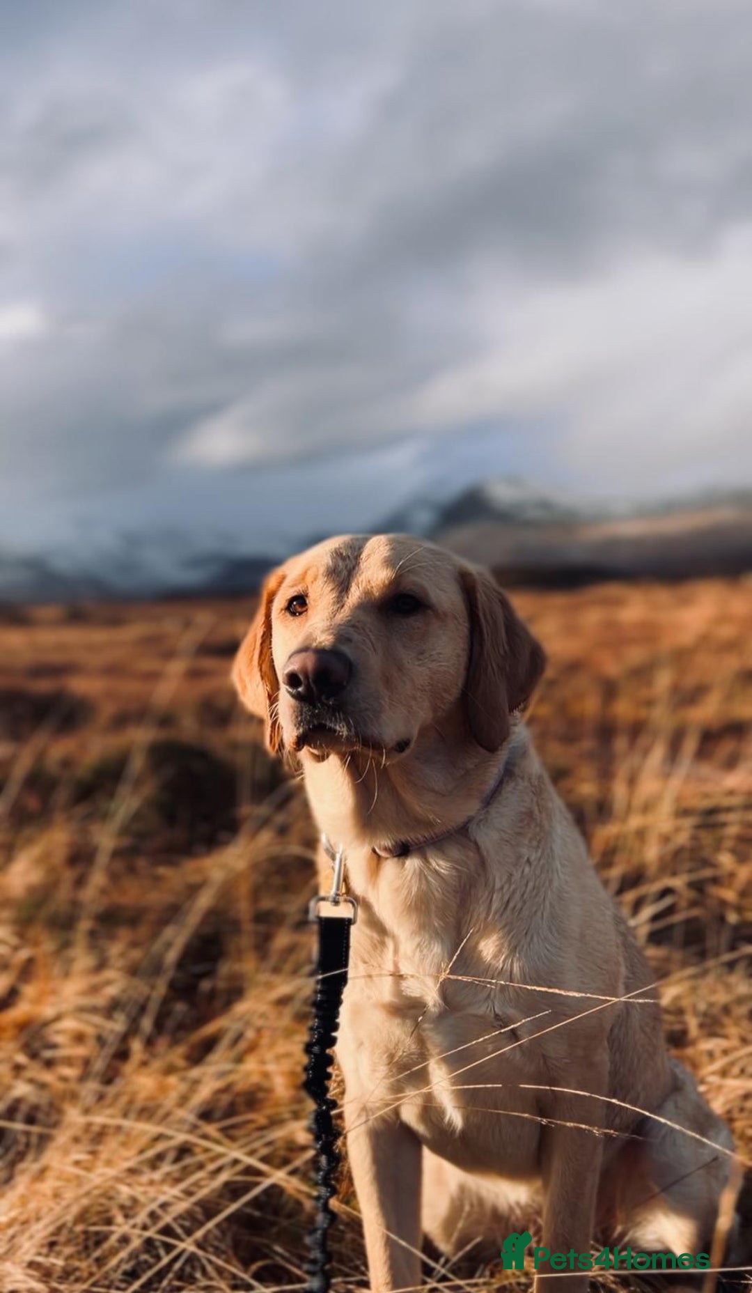 Golden Retriever dogs for sale: Expected Litter Golden Retriever / Golador Puppies - Advert 3