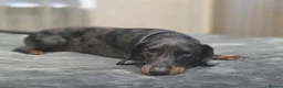 Dachshund dogs for stud: Stunning male - Advert 5