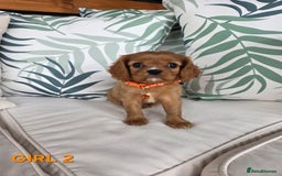 Cavalier King Charles Spaniel dogs for sale: Stunning Cavalier Puppies Ready2Go - Image 9