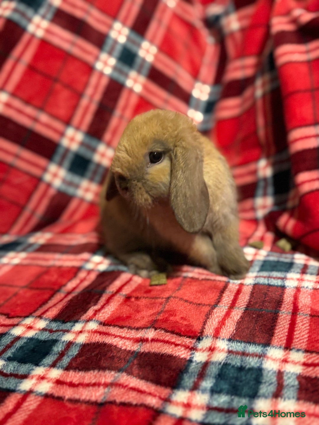 Mini Lop rabbits for sale: Beautiful Baby Mini Lops - Image 3