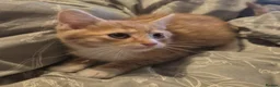 Mixed Breed cats for sale: Beautiful little of kittens ready now!!! - Advert 4