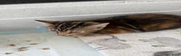 Mixed Breed cats for sale: Rescued kittens - Advert 4