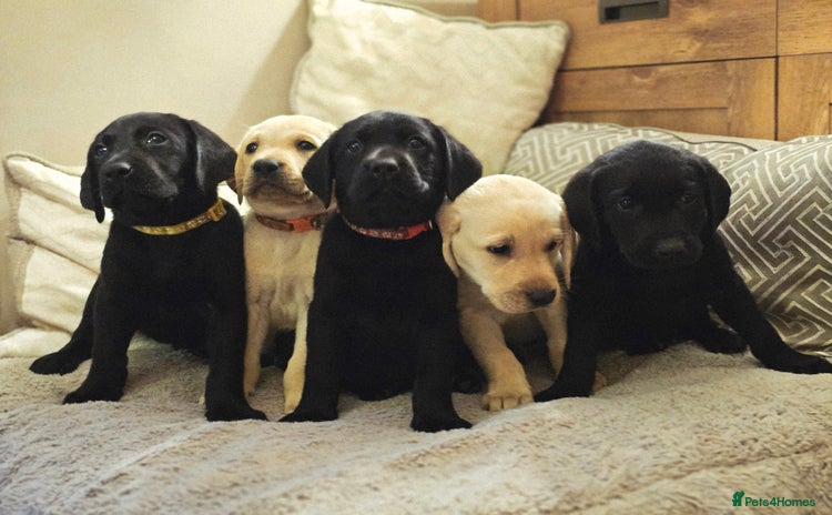 Labrador Retriever dogs - Advert 8